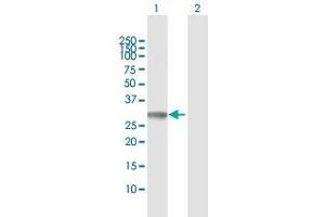 Western Blot analysis of PYCR1 expression in transfected 293T cell line by PYCR1 MaxPab polyclonal antibody. (PYCR1 抗体  (AA 1-319))
