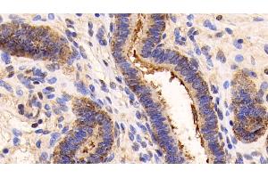 Detection of ANXA5 in Porcine Uterus Tissue using Polyclonal Antibody to Annexin V (ANXA5)