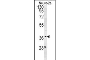 Western blot analysis of SNRNP40 Antibody (Center) (ABIN651465 and ABIN2840256) in Neuro-2a cell line lysates (35 μg/lane). (SNRNP40 抗体  (AA 122-149))