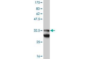 Western Blot detection against Immunogen (33. (EFHD1 抗体  (AA 168-238))