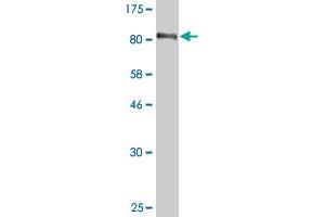 Western Blot detection against Immunogen (90. (EBF1 抗体  (AA 1-591))