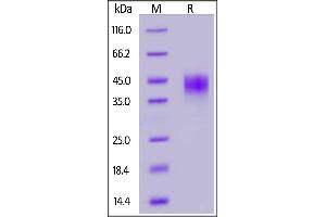 SDS-PAGE (SDS) image for Tumor-Associated Calcium Signal Transducer 2 (TACSTD2) (AA 31-274) protein (His tag) (ABIN7013652)