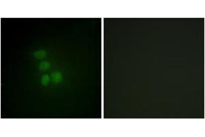 Immunofluorescence (IF) image for anti-RNA Binding Motif Protein, X-Linked (RBMX) (AA 6-55) antibody (ABIN2889468) (RBMX 抗体  (AA 6-55))