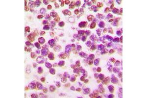 Immunohistochemistry (IHC) image for anti-POU domain, class 2, transcription factor 2 (POU2F2) (N-Term) antibody (ABIN7296642)