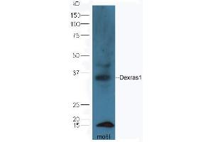 Mouse liver lysates probed with Rabbit Anti-RASD1 Polyclonal Antibody, Unconjugated (ABIN2559449) at 1:300 in 4˚C. (RASD1 抗体  (AA 21-120))