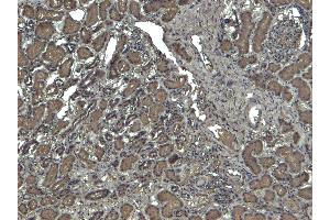 (ABIN185651) (4 μg/mL) staining of paraffin embedded Human Kidney.
