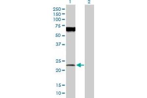 Western Blot analysis of POFUT1 expression in transfected 293T cell line by POFUT1 MaxPab polyclonal antibody. (POFUT1 抗体  (AA 1-194))