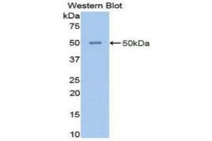 Western Blotting (WB) image for anti-Enolase 2 (Gamma, Neuronal) (ENO2) (AA 1-434) antibody (ABIN1077987) (ENO2/NSE 抗体  (AA 1-434))