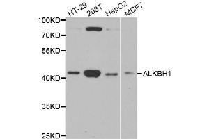 Western blot analysis of extracts of various cell lines, using ALKBH1 antibody. (ALKBH1 抗体)
