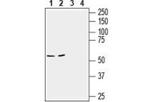 Western blot analysis of mouse brain (lanes 1 and 3) and colon (lanes 2 and 4) lysates: - 1,2.