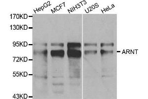Western blot analysis of extracts of various cell lines, using ARNT antibody. (ARNT 抗体  (AA 400-500))