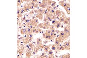 Immunohistochemical analysis of paraffin-embedded H. (TFIP11 抗体  (N-Term))