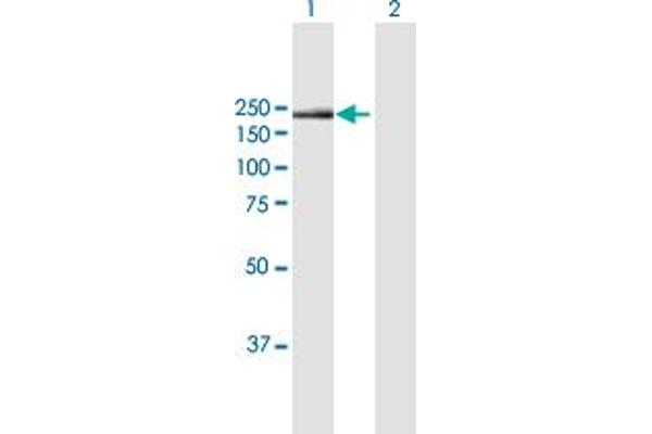 Integrin alpha 1 抗体  (AA 1-1179)