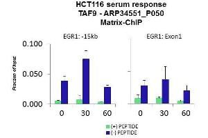 Quiescent human colon carcinoma HCT116 cultures were treated with 10% FBS for three time points (0, 15, 30min) or (0, 30, 60min) were used in Matrix-ChIP and real-time PCR assays at EGR1 gene (Exon1) and 15kb upstream site. (TAF9 抗体  (N-Term))