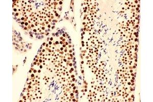 IHC-P testing of mouse testis tissue (BRCA1 抗体  (AA 1661-1863))