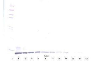 Image no. 1 for anti-Chemokine (C-C Motif) Ligand 19 (CCL19) antibody (ABIN465454) (CCL19 抗体)
