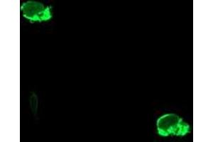 Image no. 3 for anti-Glutamyl Aminopeptidase (Aminopeptidase A) (ENPEP) antibody (ABIN1498028) (ENPEP 抗体)