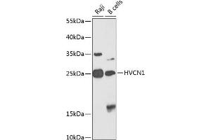 Western blot analysis of extracts of various cell lines, using HVCN1 antibody (ABIN6130791, ABIN6142091, ABIN6142093 and ABIN6224839) at 1:1000 dilution.