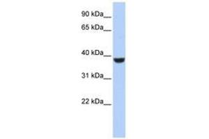 Image no. 1 for anti-Protein Phosphatase 1, Catalytic Subunit, alpha Isoform (PPP1CA) (N-Term) antibody (ABIN6741480)