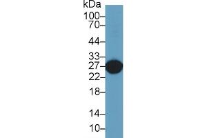 Detection of GSTa5 in Rat Liver lysate using Polyclonal Antibody to Glutathione S Transferase Alpha 5 (GSTa5) (GSTa5 抗体  (AA 1-221))