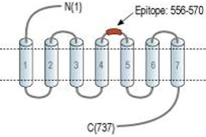 anti-Relaxin/insulin-Like Family Peptide Receptor 2 (RXFP2) (2nd Extracellular Loop), (AA 556-570) antibody