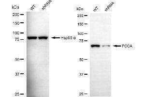 Western blotting analysis using PCCA antibody (ABIN7799925).