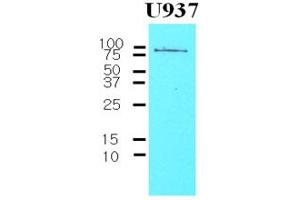 Western Blotting (WB) image for anti-CD44 (CD44) antibody (ABIN361027) (CD44 抗体)