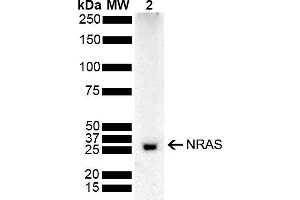 Western blot analysis of Rat Kidney showing detection of 21. (GTPase NRas 抗体  (AA 85-185) (APC))