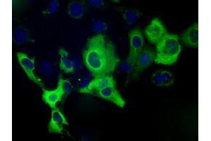 Anti-IGF2BP2 mouse monoclonal antibody (ABIN2453173) immunofluorescent staining of COS7 cells transiently transfected by pCMV6-ENTRY IGF2BP2 (RC205673). (IGF2BP2 抗体)