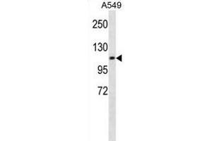 CHSY3 Antibody (Center) (ABIN1881202 and ABIN2838930) western blot analysis in A549 cell line lysates (35 μg/lane). (CHSY3 抗体  (AA 531-560))