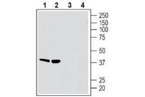 Western Blotting (WB) image for anti-G Protein-Coupled Receptor 183 (GPR183) (AA 18-31), (Extracellular) antibody (ABIN7043152)