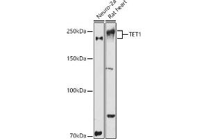 Western blot analysis of extracts of various cell lines, using TET1 antibody (ABIN3022030, ABIN3022031, ABIN3022032, ABIN1513597 and ABIN6218576) at 1:1000 dilution. (TET1 抗体)