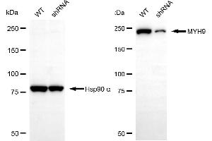 Western blotting analysis using MYH9 antibody (ABIN7799519). (Myosin 9 抗体)