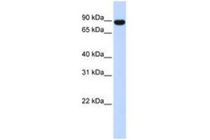 Image no. 1 for anti-A Kinase (PRKA) Anchor Protein 8 (AKAP8) (AA 576-625) antibody (ABIN6742211) (AKAP8 抗体  (AA 576-625))