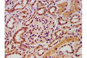IHC image of ABIN7152602 diluted at 1:400 and staining in paraffin-embedded human kidney tissue performed on a Leica BondTM system. (FASTKD5 抗体  (AA 516-664))