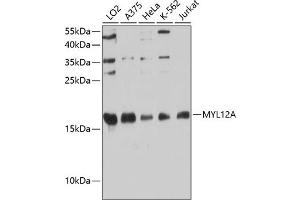 Western blot analysis of extracts of various cell lines, using MYL12A antibody (ABIN6133371, ABIN6144243, ABIN6144244 and ABIN6224918) at 1:3000 dilution.