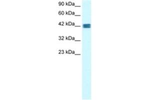 Western Blotting (WB) image for anti-Olfactory Receptor, Family 13, Subfamily C, Member 9 (OR13C9) antibody (ABIN2460312) (OR13C9 抗体)