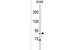 Z Antibody (N-term) (ABIN1539147 and ABIN2849839) western blot analysis in A549 cell line lysates (35 μg/lane). (ZNF786 抗体  (N-Term))