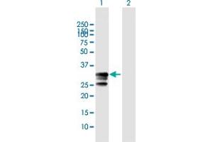 Western Blot analysis of GZMB expression in transfected 293T cell line by GZMB MaxPab polyclonal antibody.