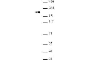 DNMT1 monomethyl Lys142 antibody (pAb) tested by Western blot. (DNMT1 抗体)