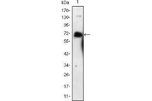 Western blot analysis using NGFR mouse mAb against NGFR-hIgGFc transfected HEK293 cell lysate. (NGFR 抗体)