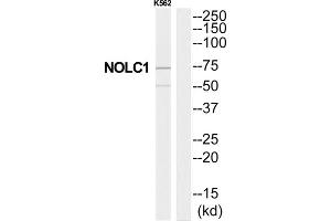 Western Blotting (WB) image for anti-Nucleolar and Coiled-Body Phosphoprotein 1 (NOLC1) (C-Term) antibody (ABIN1851745) (NOLC1 抗体  (C-Term))