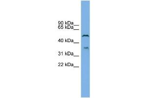 WB Suggested Anti-B3GAT3 Antibody Titration: 0.