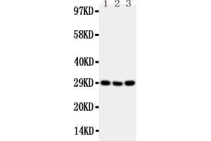 Western Blotting (WB) image for anti-Tumor Necrosis Factor Receptor Superfamily, Member 4 (TNFRSF4) (AA 22-43), (N-Term) antibody (ABIN5518706)
