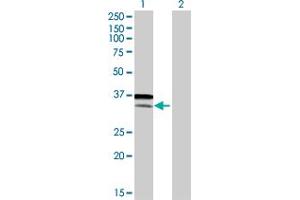 Western Blot analysis of ATF6 expression in transfected 293T cell line by ATF6 MaxPab polyclonal antibody. (ATF6 抗体  (AA 1-202))