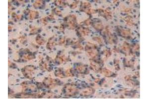 IHC-P analysis of Mouse Pancreas Tissue, with DAB staining. (MUC1 抗体  (AA 410-525))