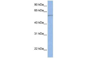 SLC22A11 antibody used at 1 ug/ml to detect target protein. (SLC22A11 抗体)
