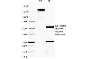 SDS-PAGE Analysis of Purified, BSA-Free FOXA1 Antibody (clone FOXA1/1514). (FOXA1 抗体  (AA 372-472))