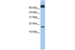 FUNDC1 antibody used at 1 ug/ml to detect target protein. (FUNDC1 抗体  (N-Term))