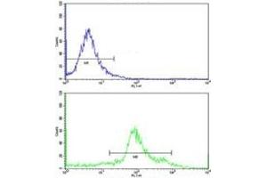 Flow cytometric analysis of WiDr cells using ASS1 antibody (green) compared to a negative control (blue).